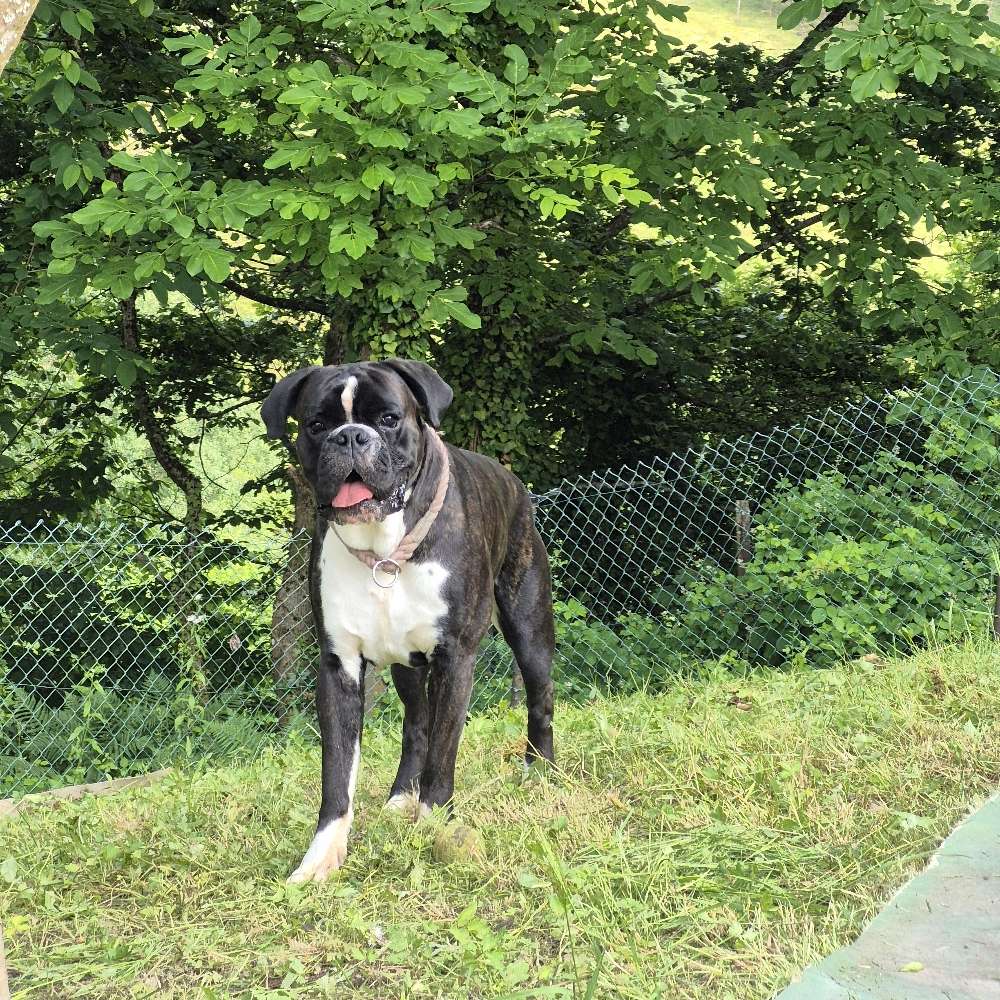 Hundetreffen-Wilder Spielpartner gesucht-Profilbild