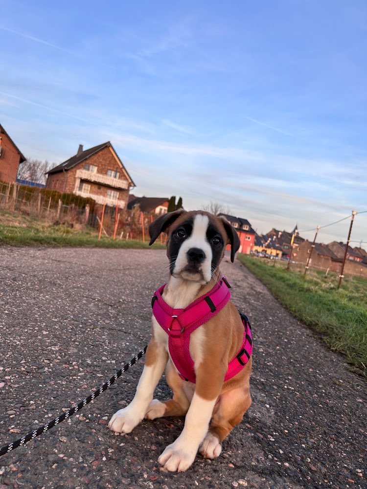 Hundetreffen-Gassi- und Spieltreff-Profilbild