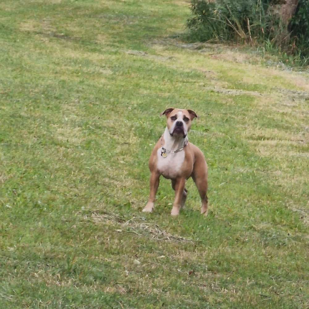 Hundetreffen-Nur mit Leine wen sich die Hunde besser kennen geht auch ohne 😊-Profilbild