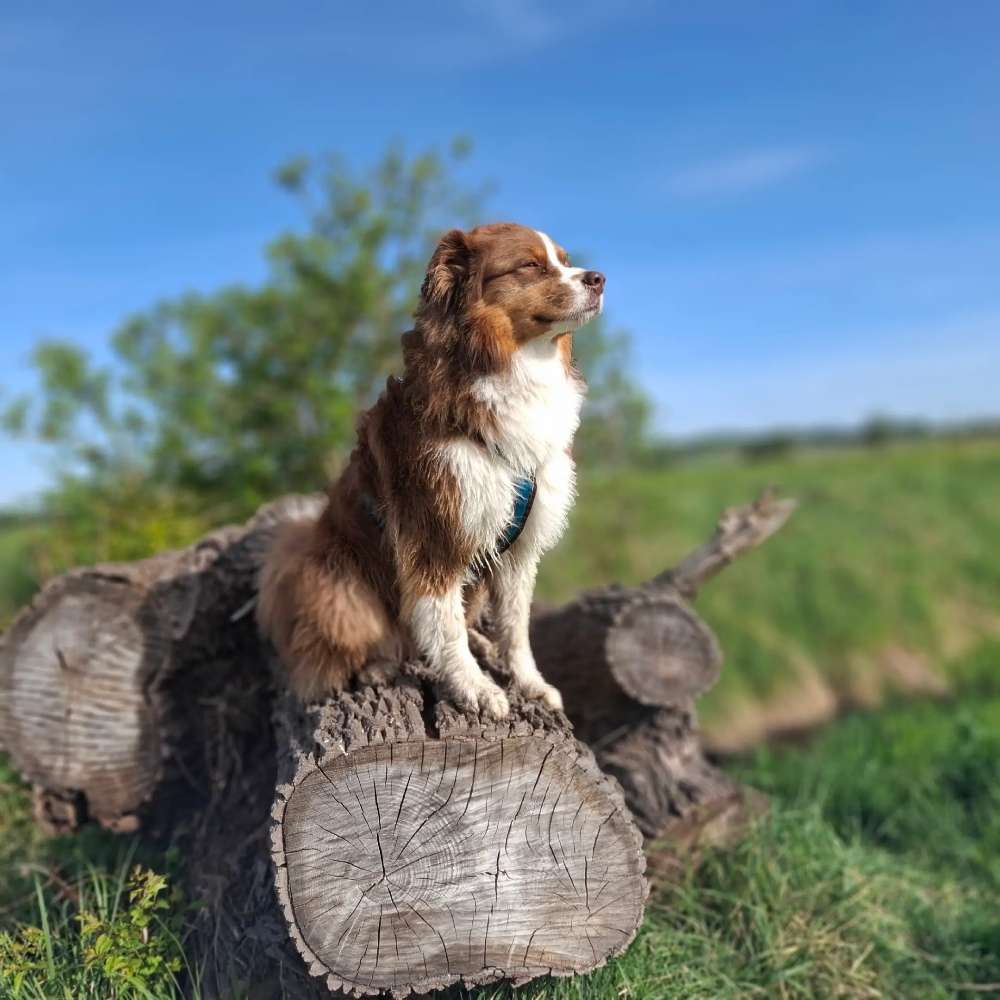 Hundetreffen-Treffen rund um Schwedt-Profilbild