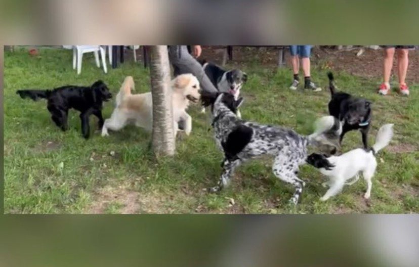 Hundetreffen-Spielrunde auf einer privaten Wiese-Profilbild