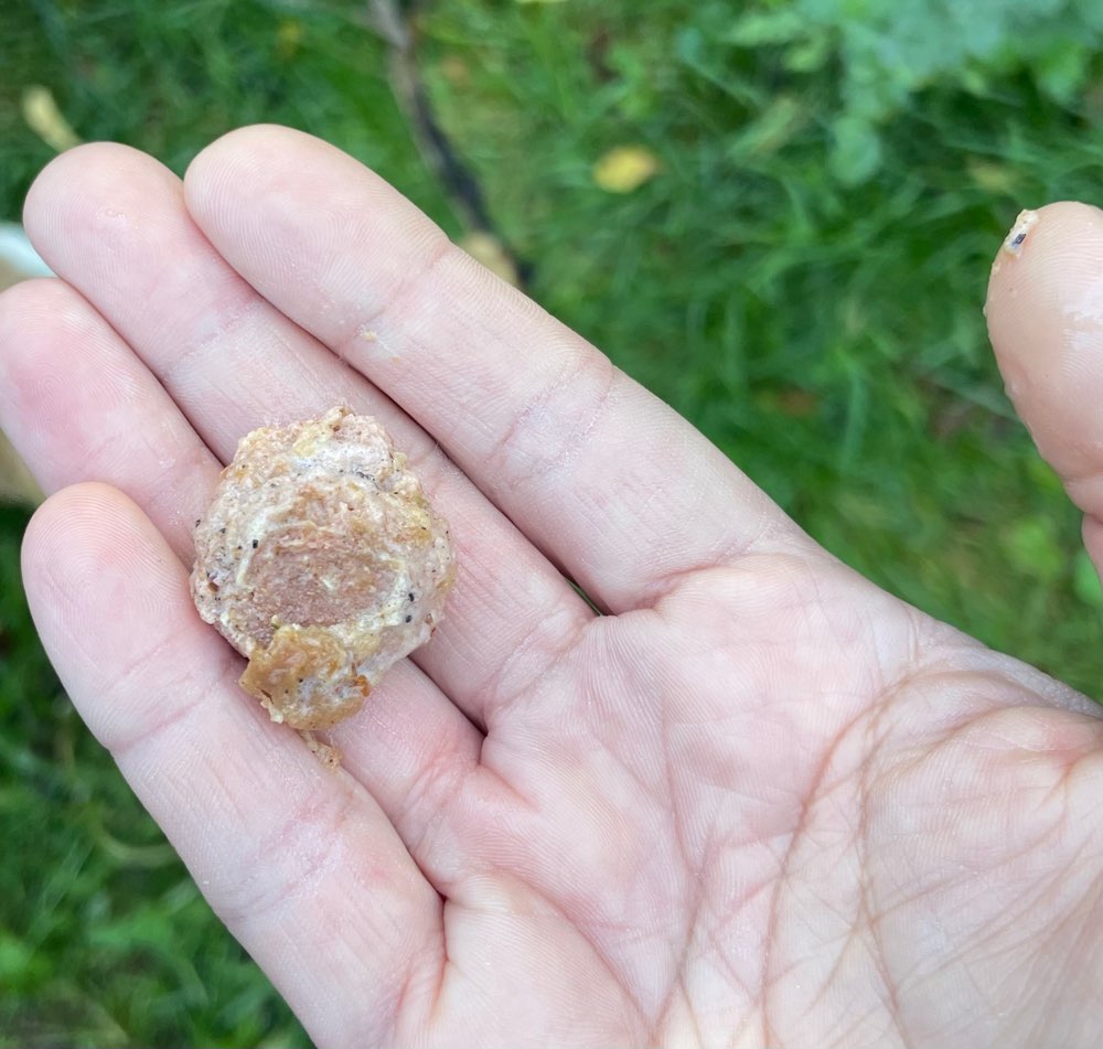Giftköder-Fleischbällchen im Gebüsch beim Teich-Profilbild