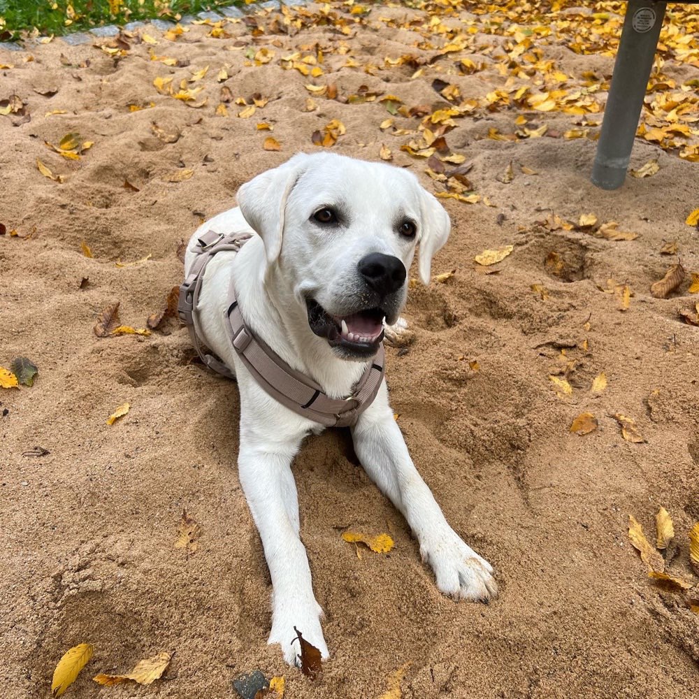 Hundetreffen-Spiel- und Trainingsbuddys-Profilbild