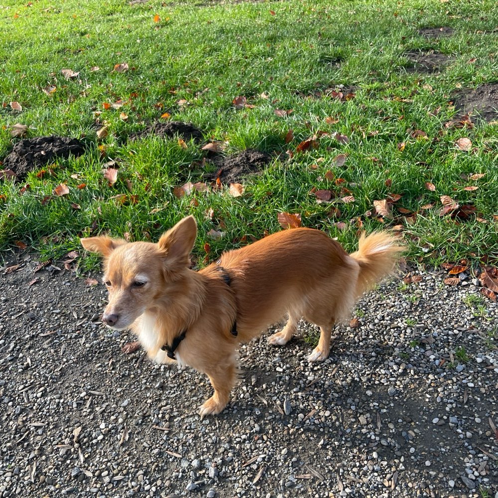 Hundetreffen-Gemeinsame Gassi Runden-Profilbild