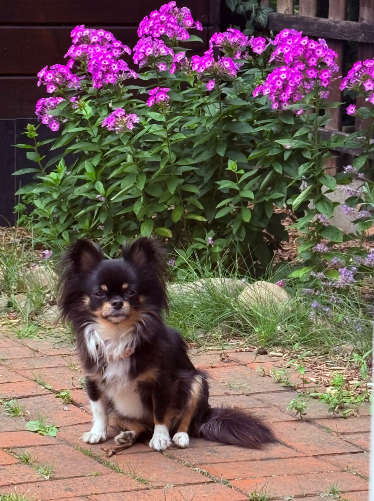 Hundetreffen-Gassi und Spielrunde mit kleinen Hunden-Profilbild