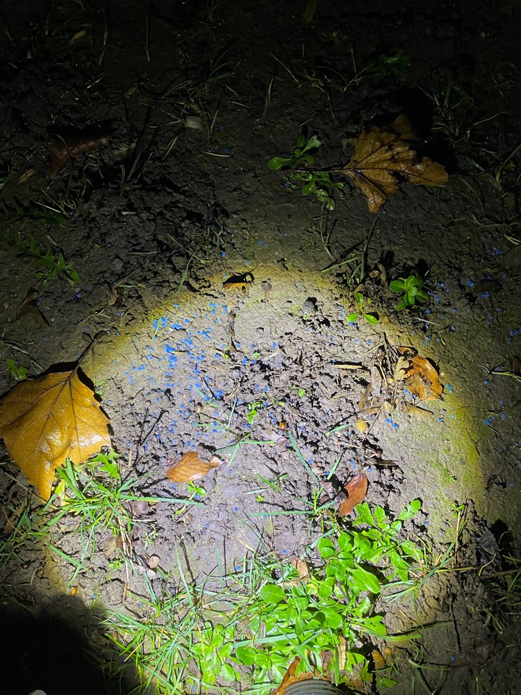 Giftköder-Blaue Körner-Profilbild