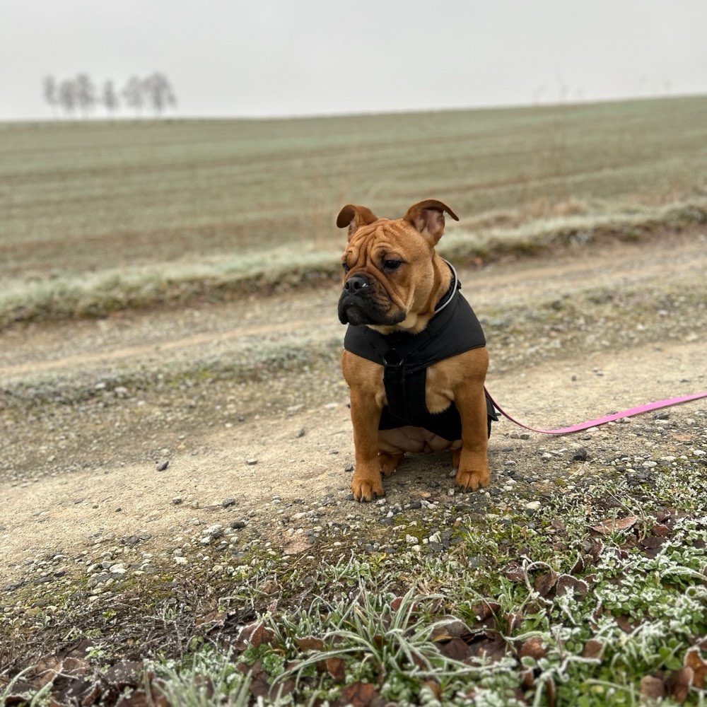 Hundetreffen-Spielen mit Conti Bulldoggen in Frankfurt-Profilbild