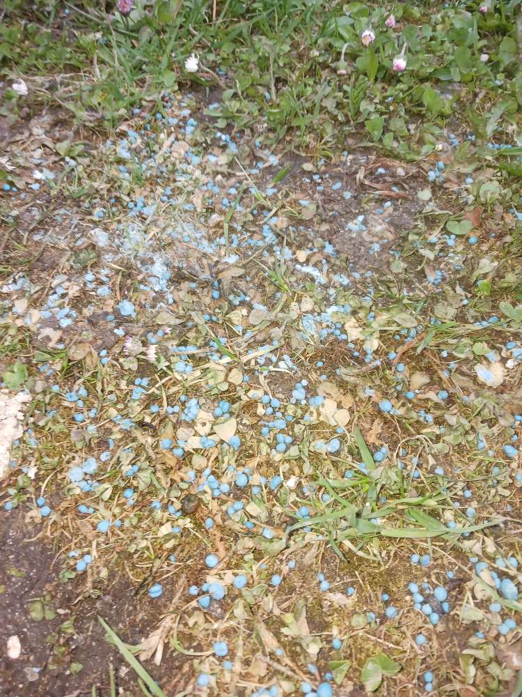 Giftköder-Blauer Dünger // giftig-Profilbild