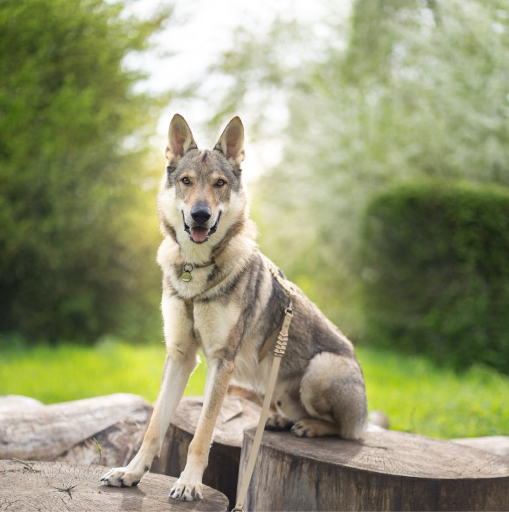 Hundetreffen-Hundetreffen jeglicher Art-Profilbild