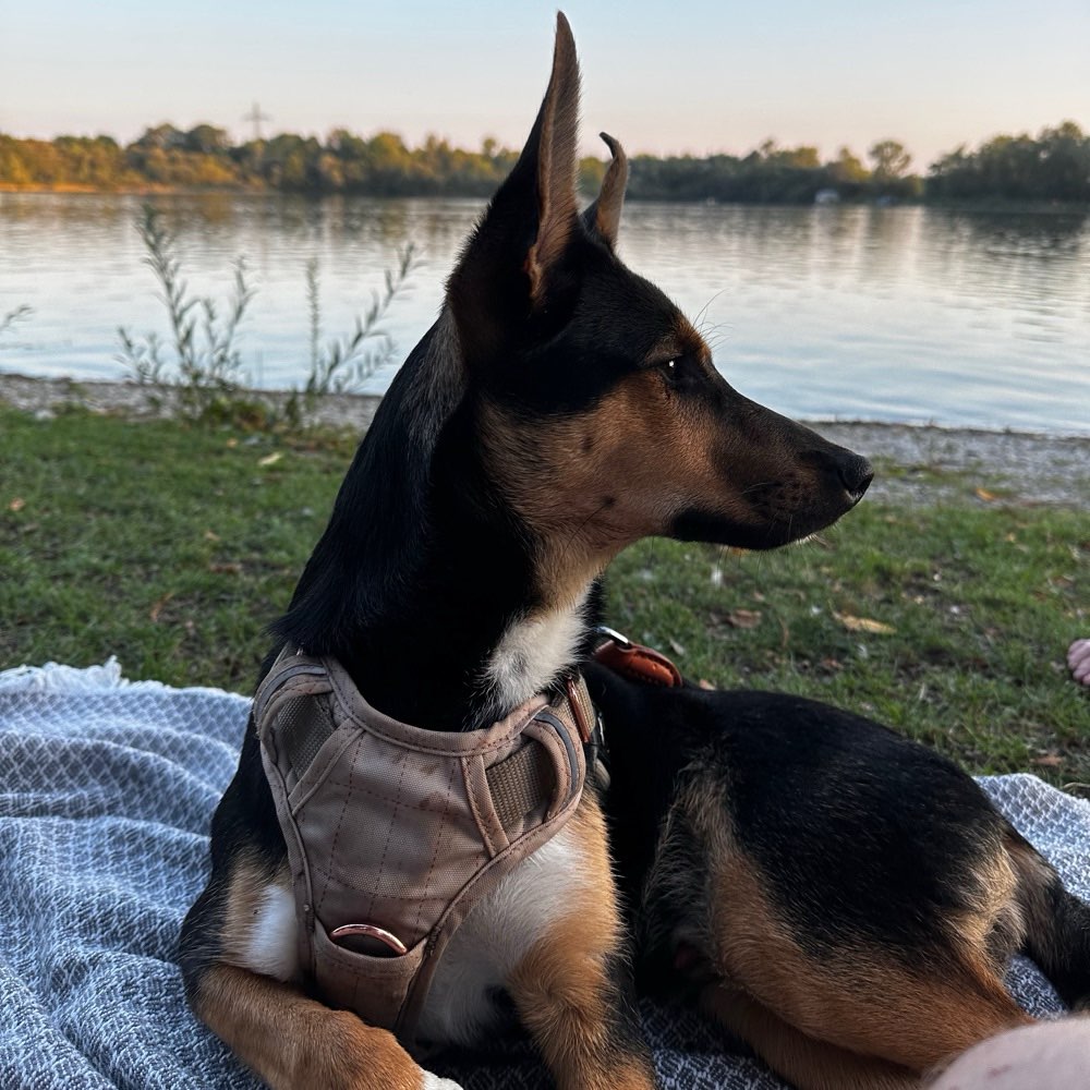 Hundetreffen-Spiel- und Gassitreffen-Profilbild