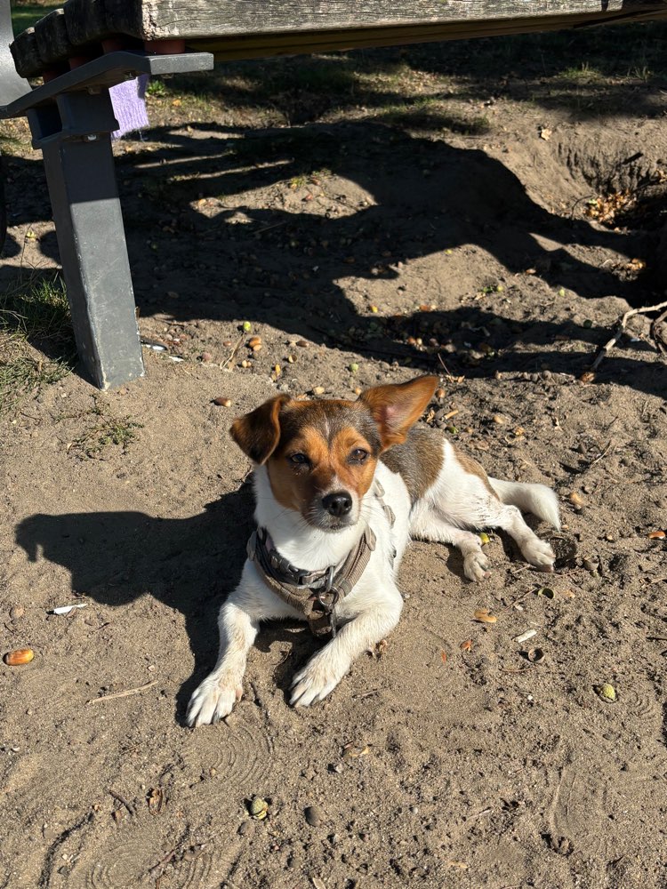 Hundetreffen-Spazier Buddy gesucht-Profilbild