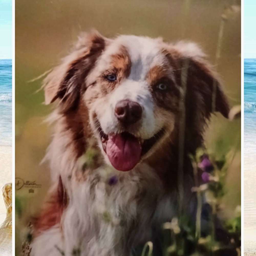 Suchmeldung-Samson-Profilbild