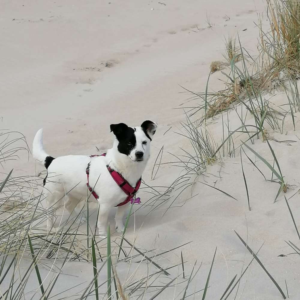 Giftköder-Giftköder-Profilbild