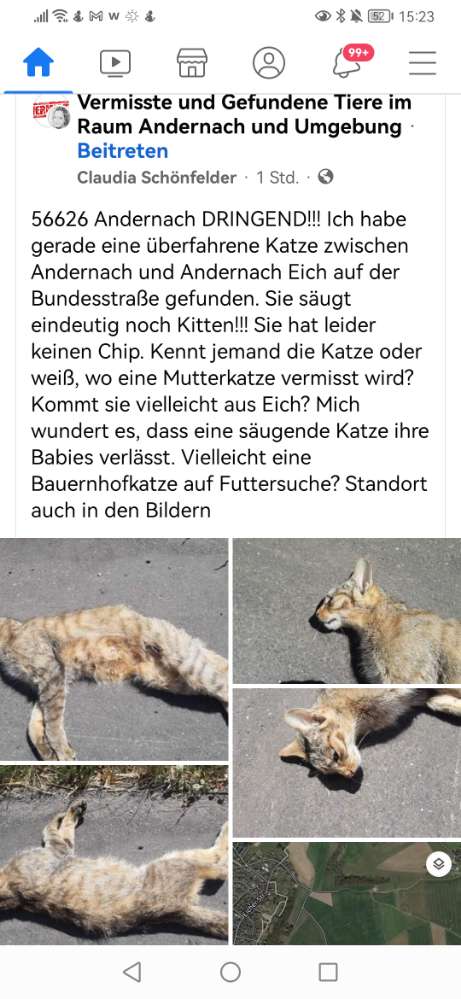Giftköder-Katzenmutter tot aufgefunden-Profilbild