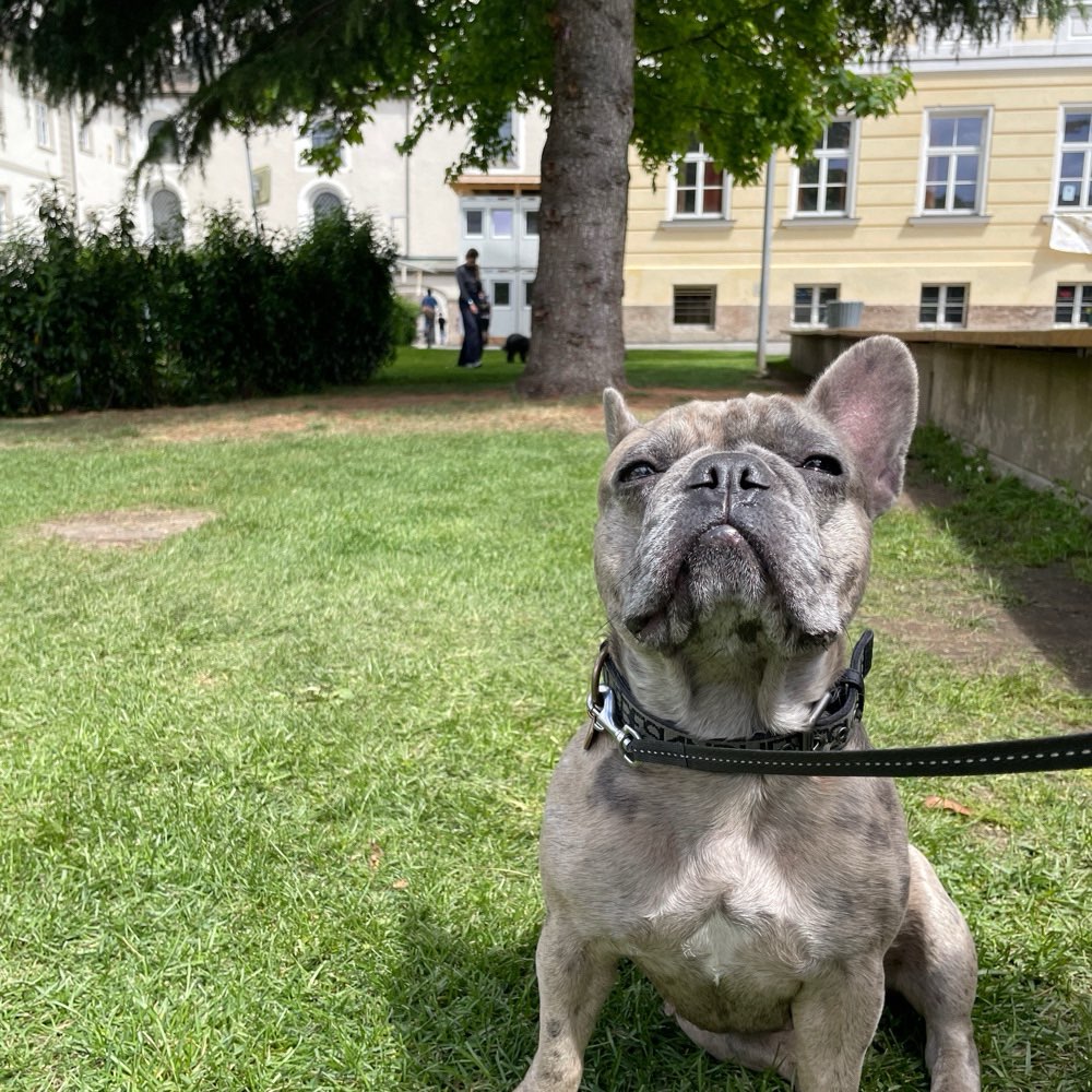 Hundetreffen-Gassirunde/ Freunde für Ally-Profilbild