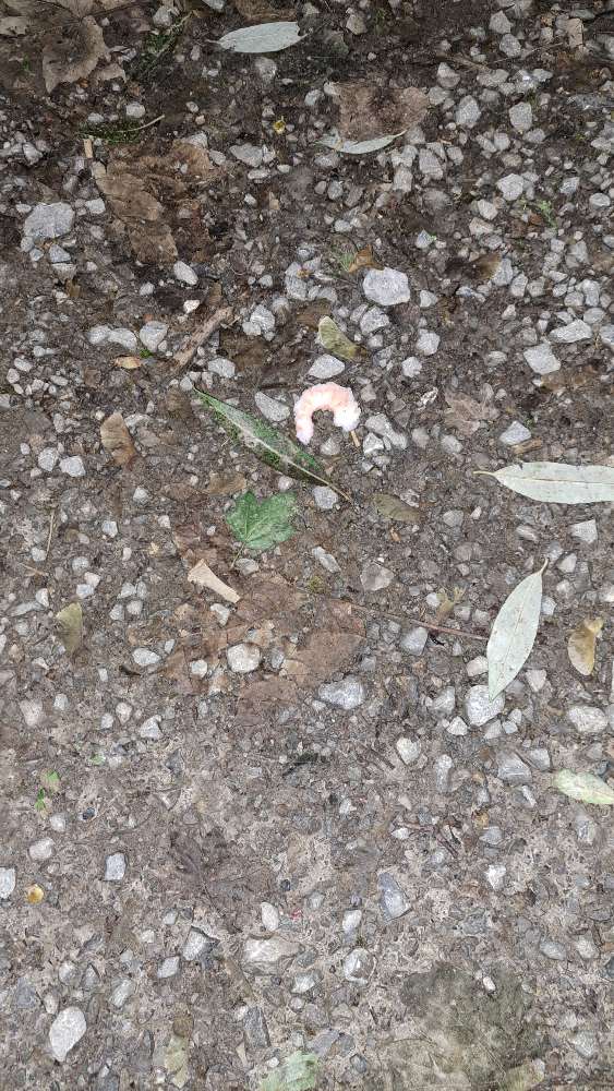 Giftköder-Garnele auf dem Weg-Profilbild