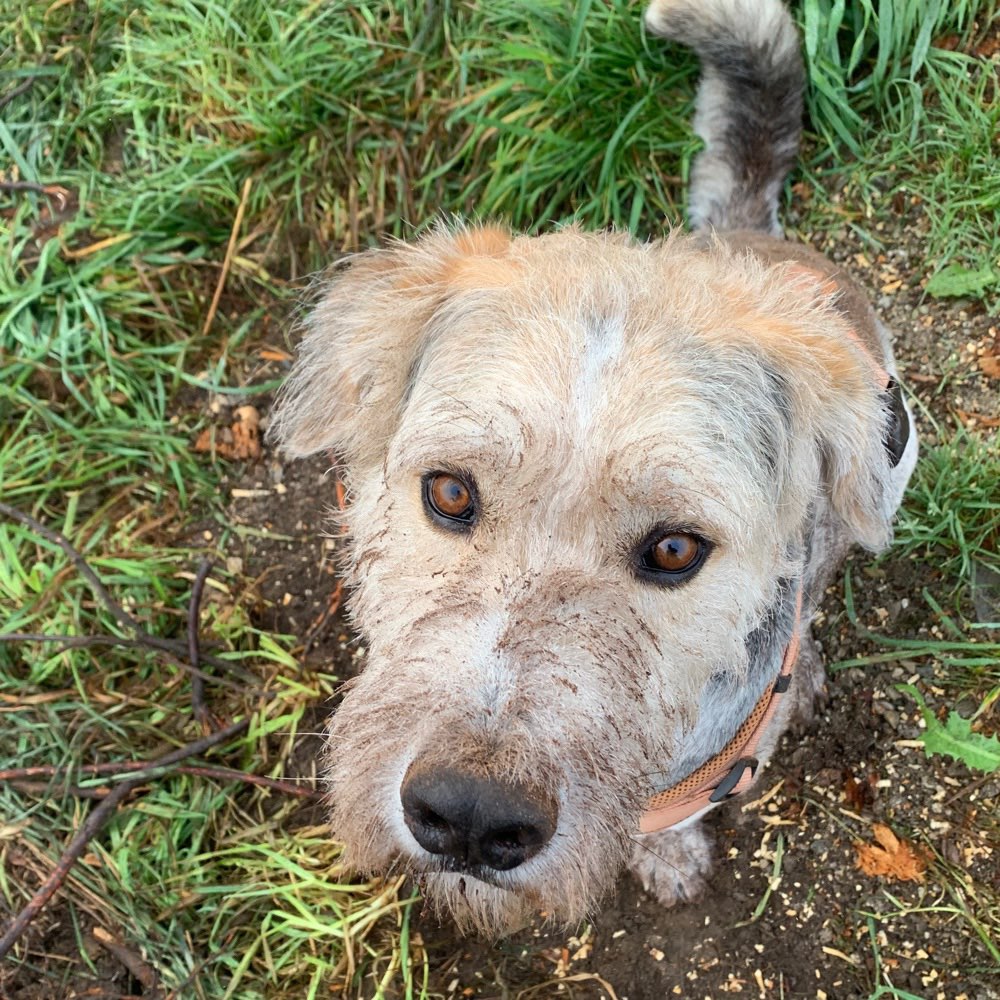 Hundetreffen-Ich suche Freunde :)-Profilbild