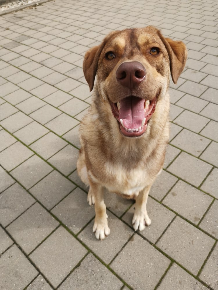 Hundetreffen-Balu sucht Freunde🥰-Profilbild
