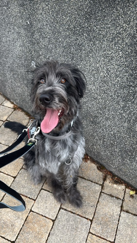 Hundetreffen-Social Walk-Profilbild