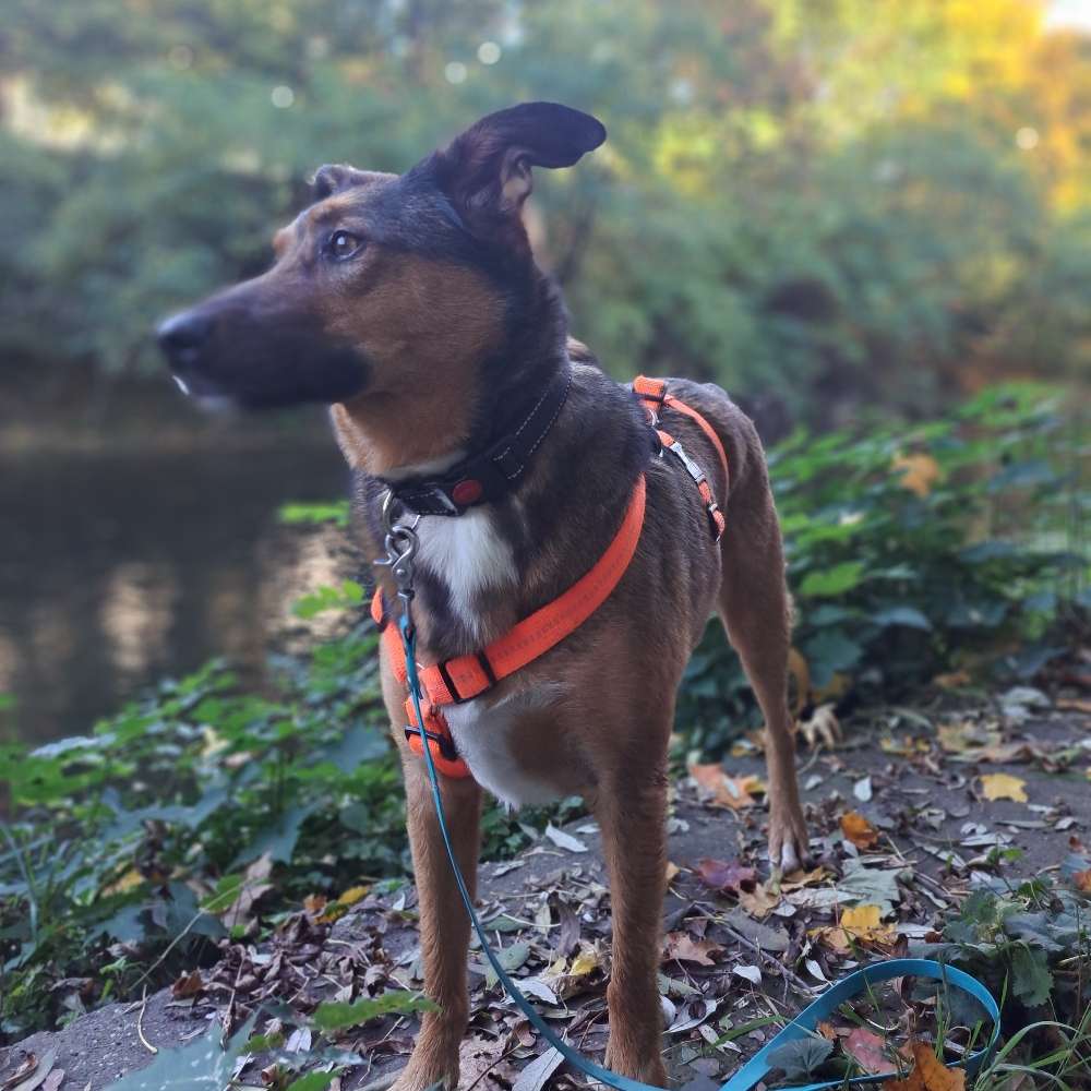 Hundetreffen-Regelmäßige Gassi runden-Profilbild