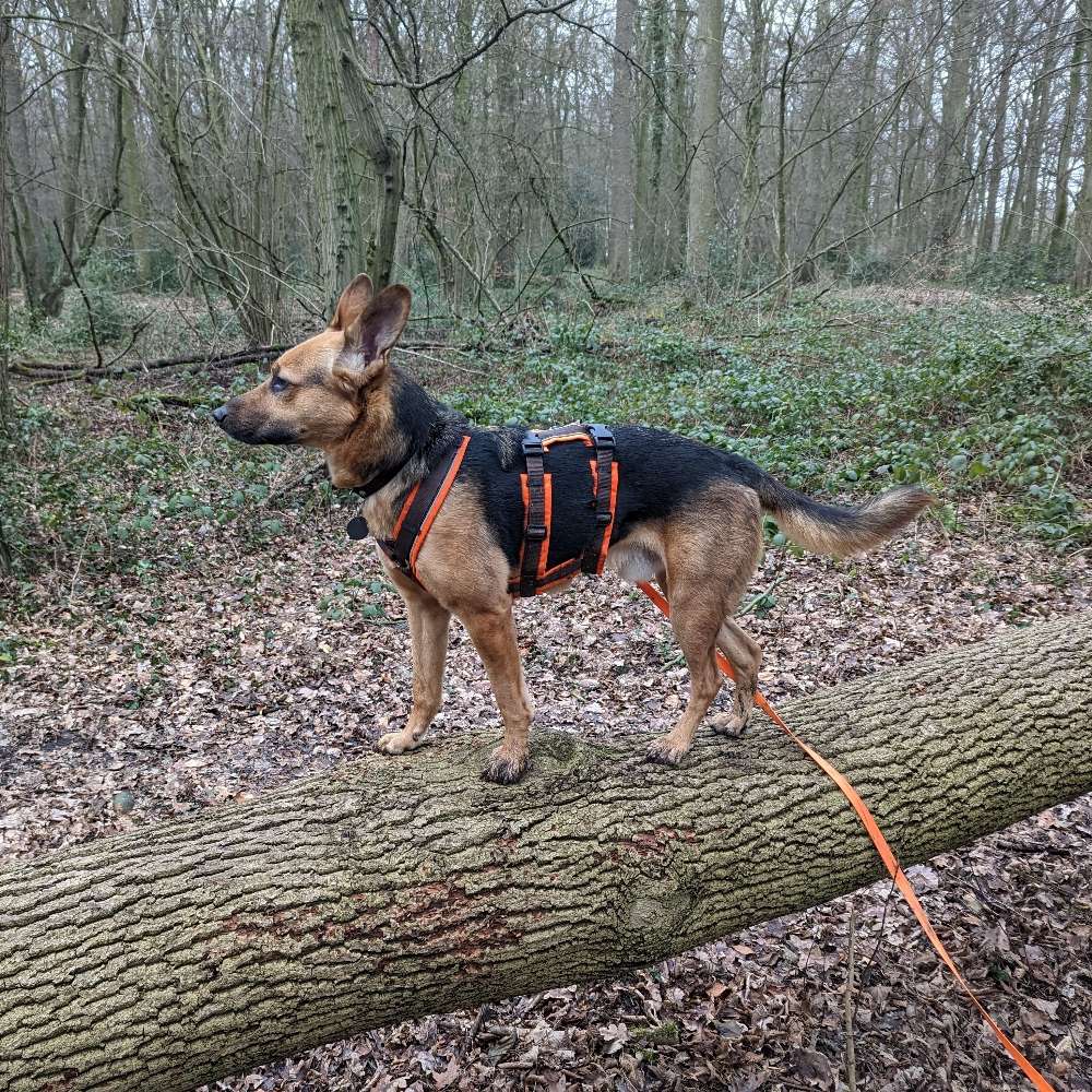 Hundetreffen-Hunderunden im Süd- oder Geistviertel (plus Ausflüge)-Profilbild