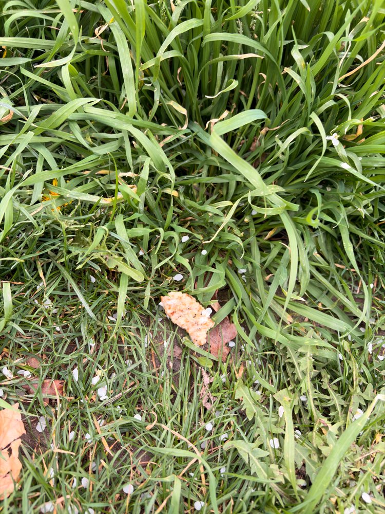 Giftköder-Möglicher Giftköder-Profilbild