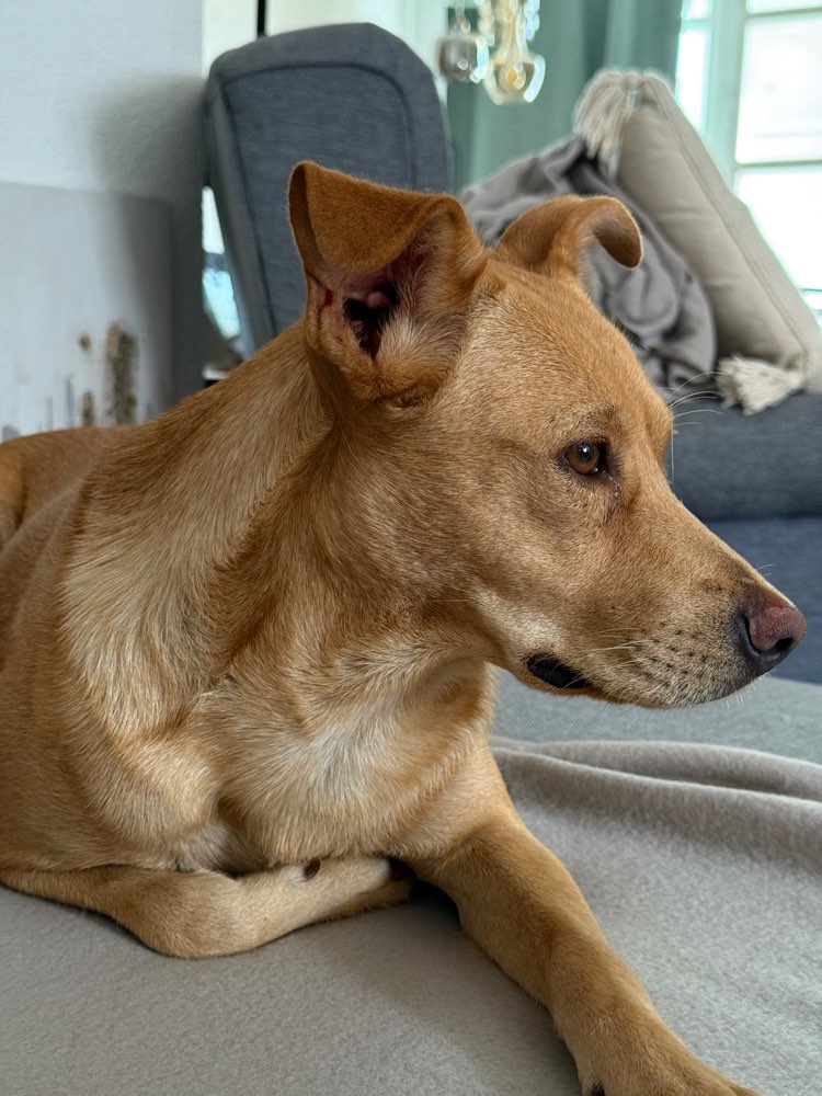 Hundetreffen-Unterstützung für Sensibilisierung gesucht-Profilbild