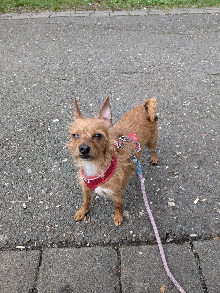 Hundetreffen-Ruhige runde-Profilbild