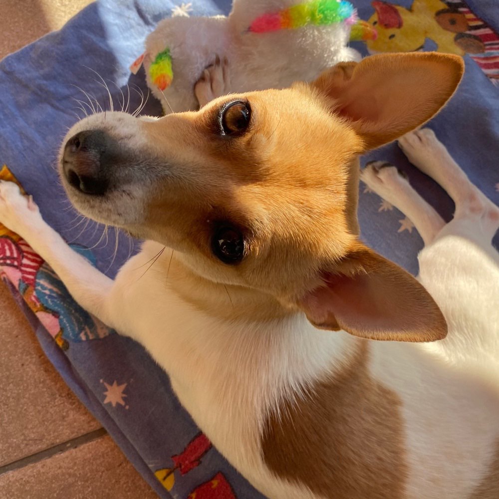 Hundetreffen-Hundetreffen / Spielkameraden-Profilbild