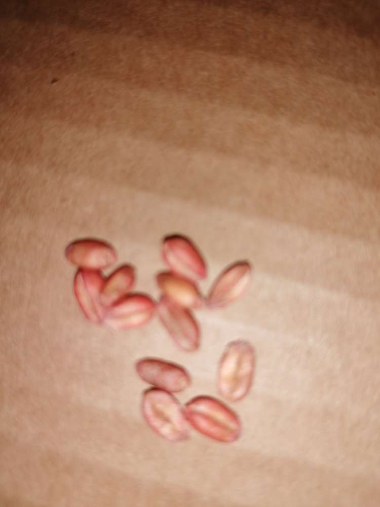 Giftköder-Gebeizter Weizen (rote Körner)-Profilbild