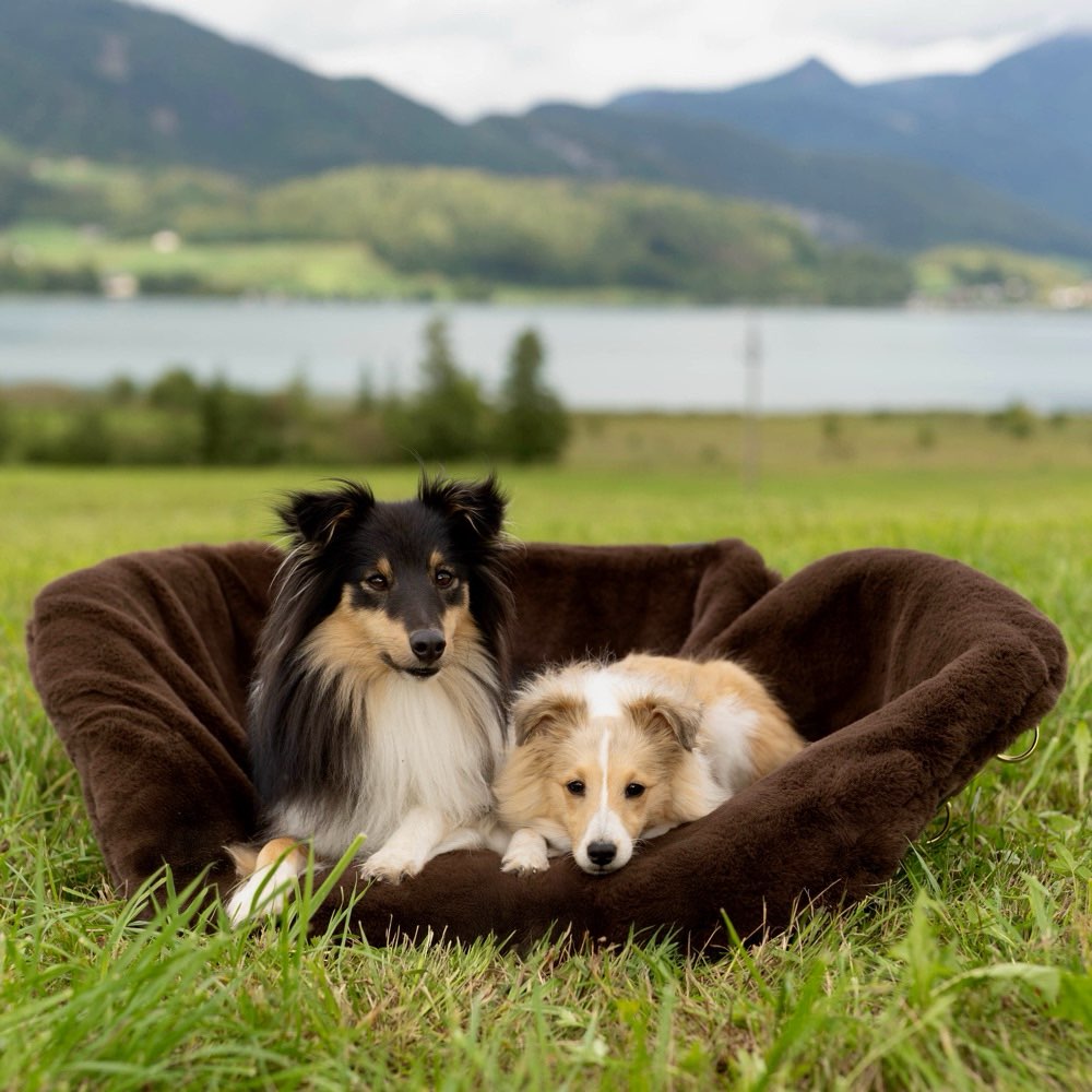 Hundetreffen-🐾 Spiel- & Spazierfreundschaften für kleine Hunde gesucht-Profilbild