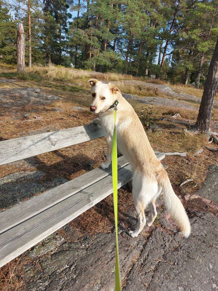 Hundetreffen-Stani sucht Freunde zum Spielen und Tollen-Profilbild