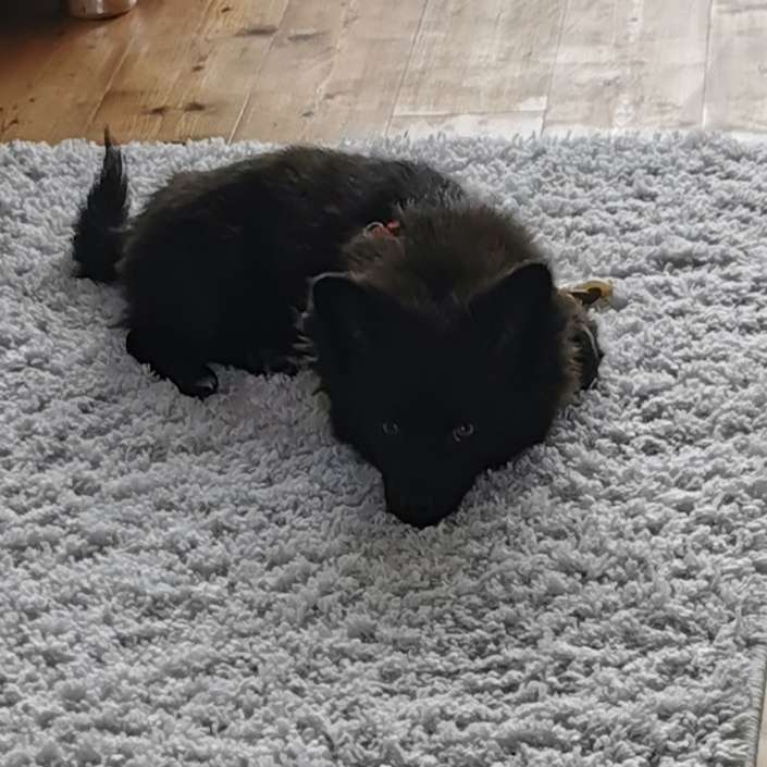 Hundetreffen-Hundebegegnungen trainieren-Profilbild