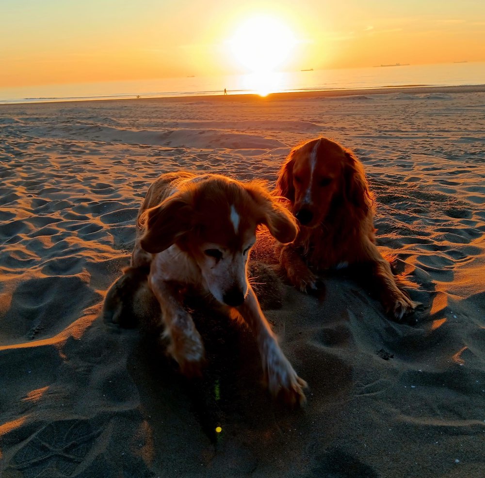 Hundetreffen-Wander-Spaziertreff am Wochenende-Profilbild