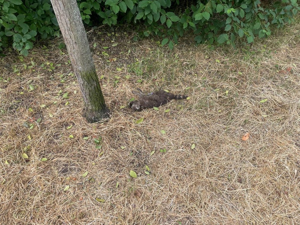 Giftköder-Toter Waschbär-Profilbild