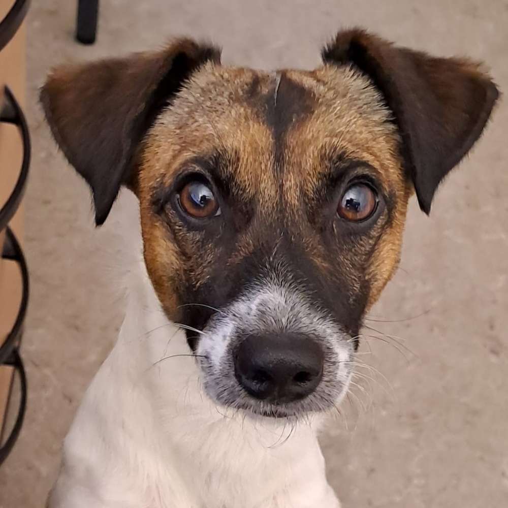 Hundetreffen-Hundekumpels gesucht-Profilbild
