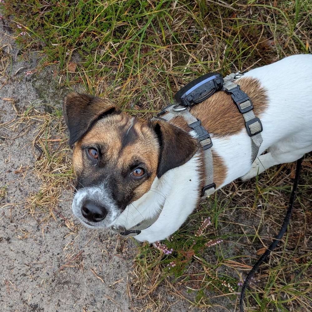 Hundetreffen-Hundekumpels gesucht-Profilbild