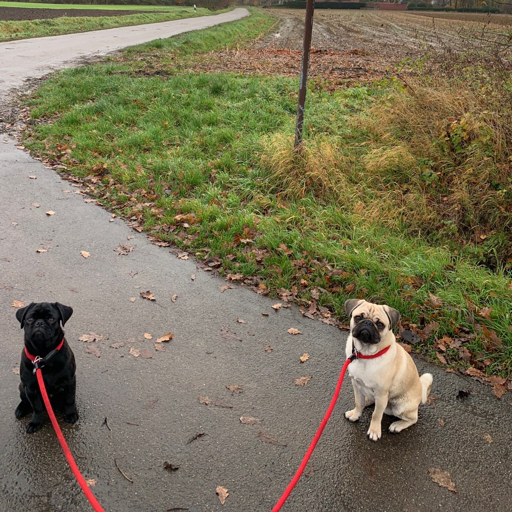 Hundetreffen-Mops-Mania-Profilbild