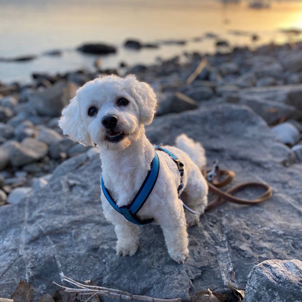 Hundetreffen-Hundetreffen und gemeinsames Spielen und Gassi gehen-Profilbild