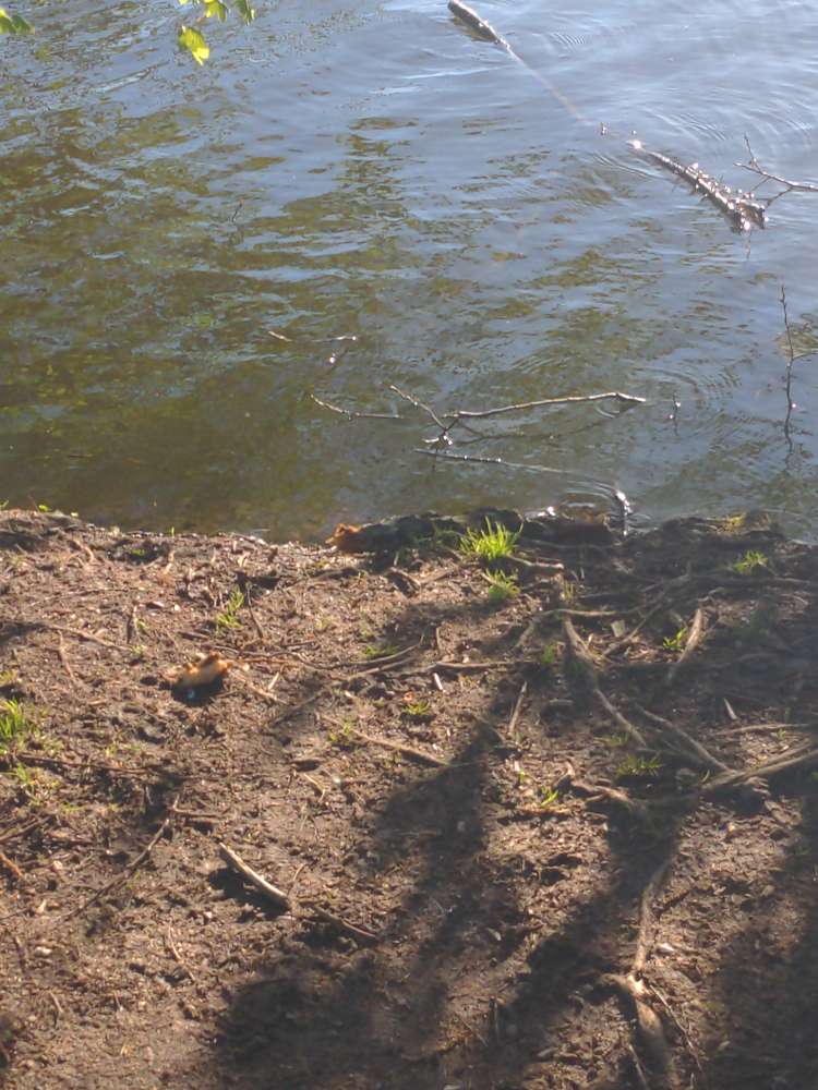 Giftköder-Großer Knochen direkt am Wasser-Profilbild