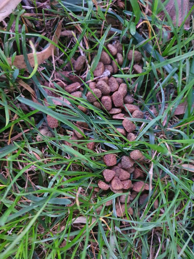 Giftköder-Fraglich Giftköder in Gräfelfing!-Profilbild