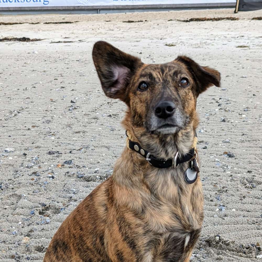 Hundetreffen-Gassirunden-Profilbild