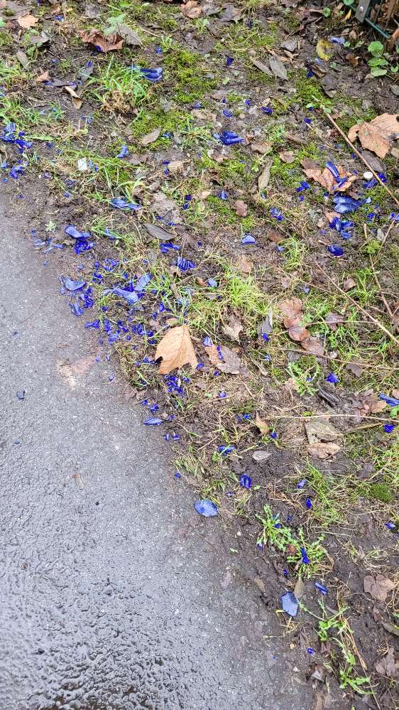 Giftköder-Achtung Glasscherben....!!!-Profilbild