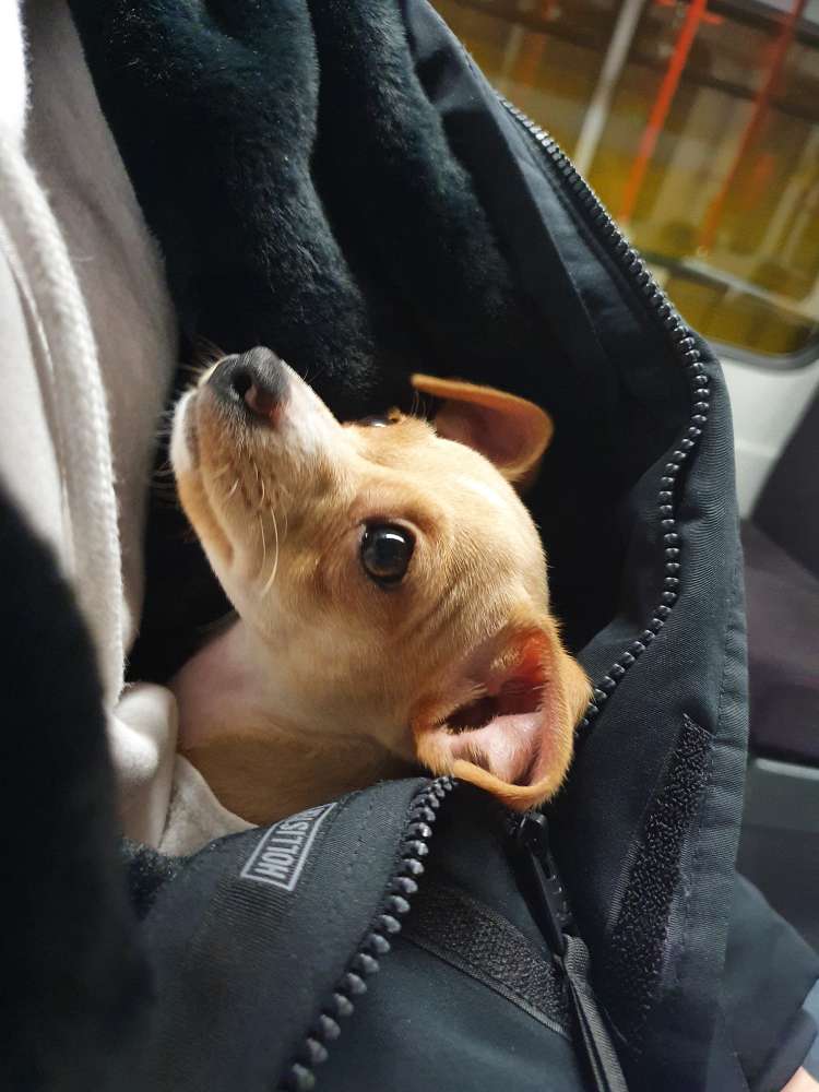 Hundetreffen-Spazier- und Spielende-Profilbild