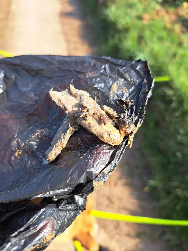 Giftköder-Vorsicht vor verdorbenem Fleisch!-Profilbild