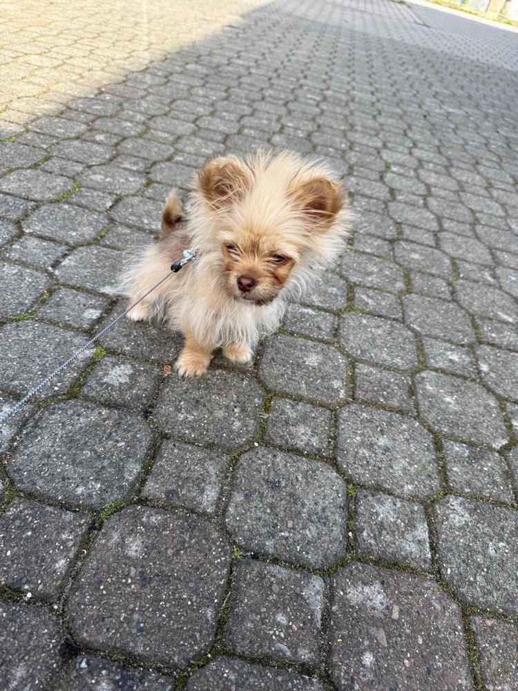 Hundetreffen-Welpen spiele Treff in Neustadt am Rübenberge-Profilbild