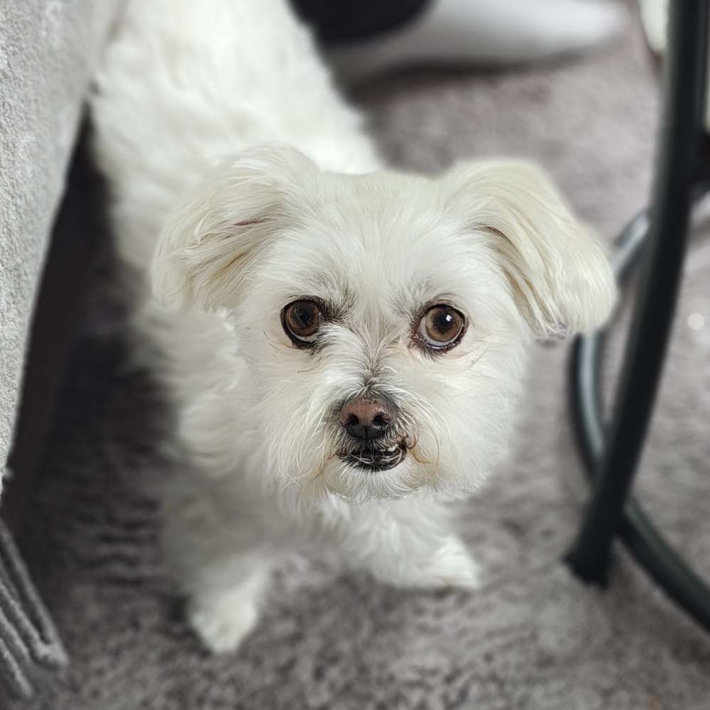 Hundetreffen-Gassi gehen und quatschen 😊-Profilbild