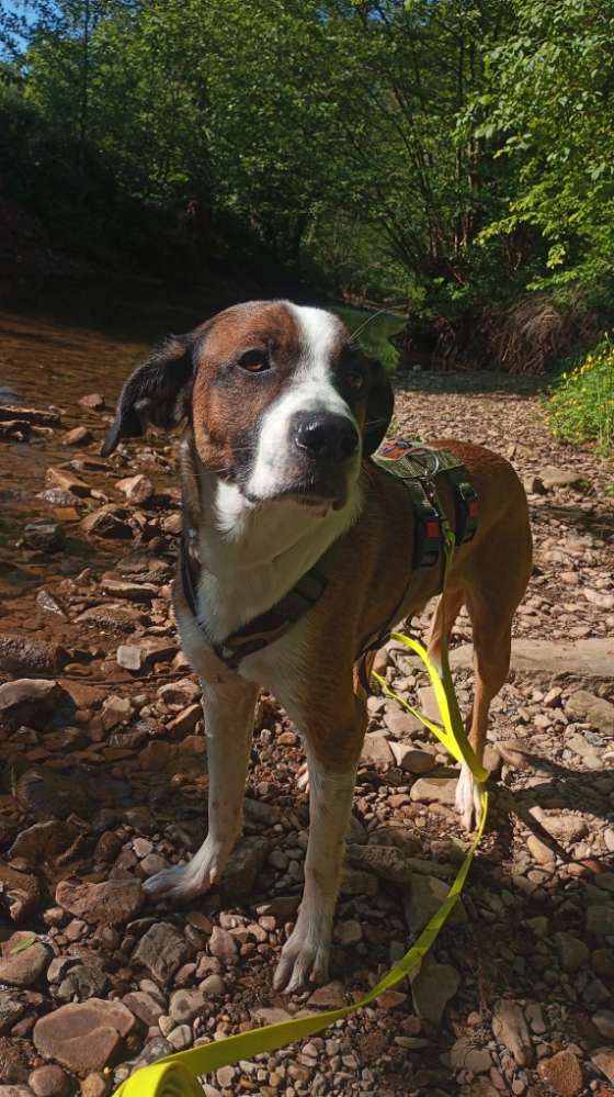 Hundetreffen-Gassi- Trainingsrunde-Profilbild
