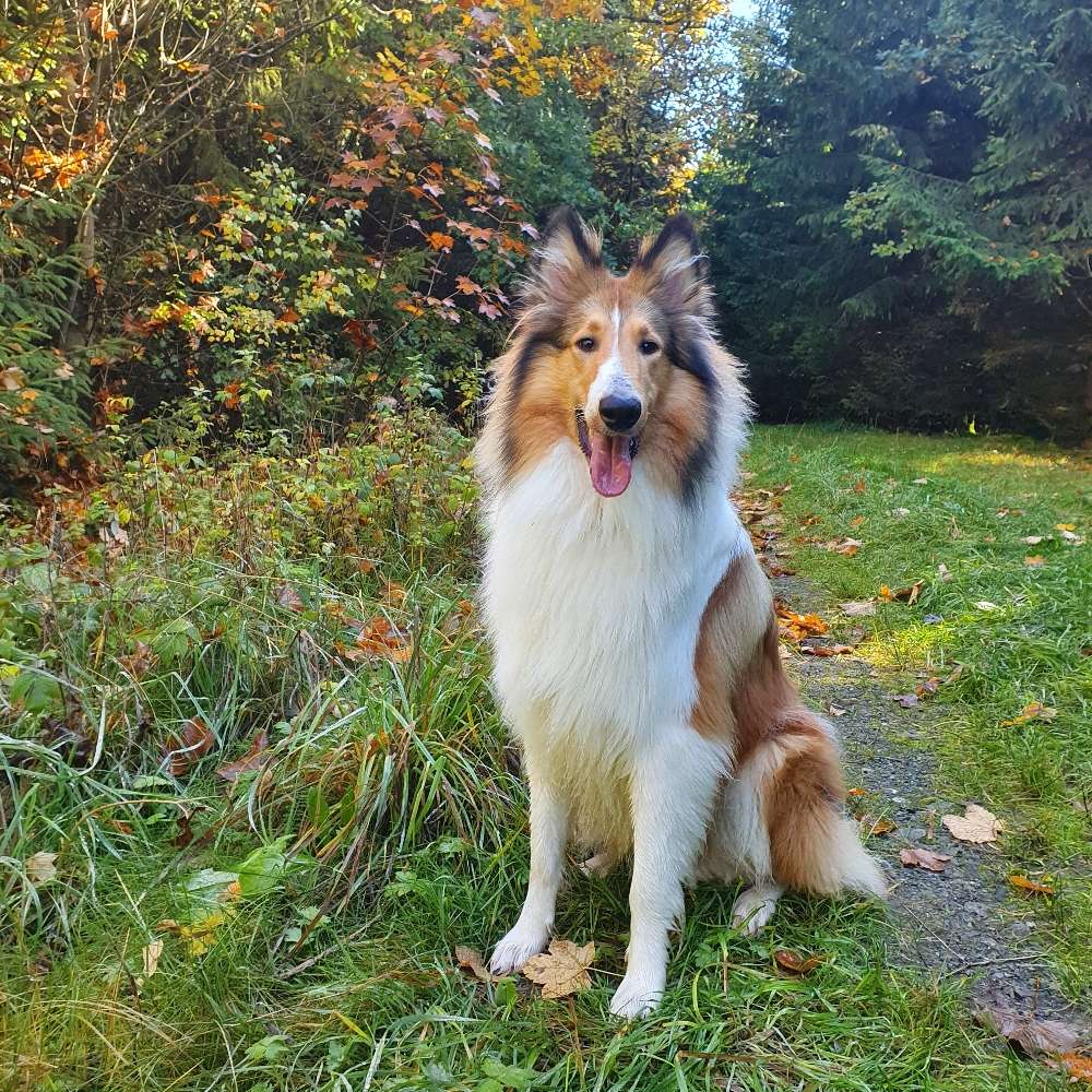 Hundetreffen-Hundetreffen in Münchberg und Umgebung-Profilbild