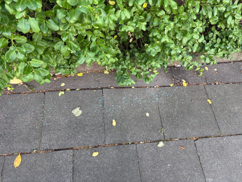 Giftköder-Schneckenkorn ausgelegt-Profilbild